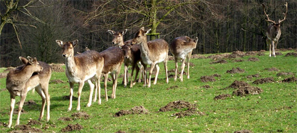 Bielefeld - Tierpark